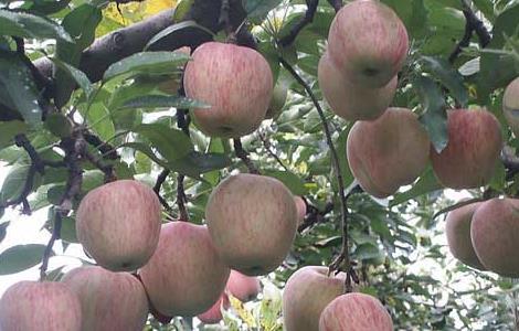 苹果树的寿命有多长 苹果树寿命长吗