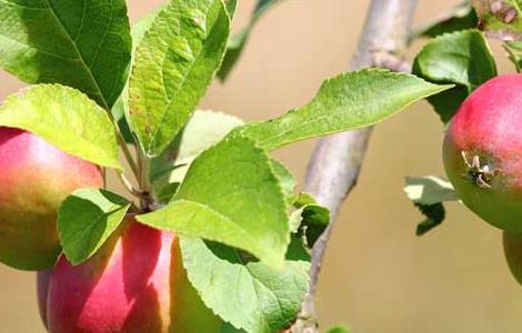 苹果的种植条件 苹果的种植条件和培植方法