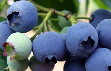 蓝莓的产地分布
