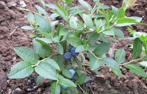 蓝莓的扦插繁殖方法 蓝莓的扦插繁殖方法(2