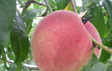 中国的桃产地有哪些 桃的产地分布