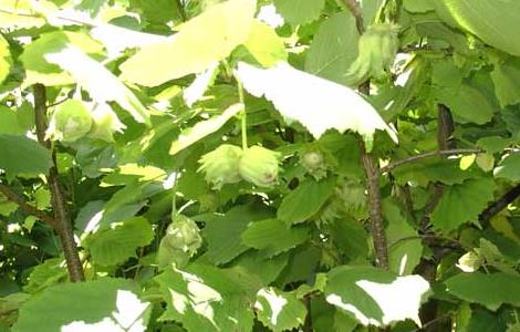榛子树种植条件 榛子树的生长条件