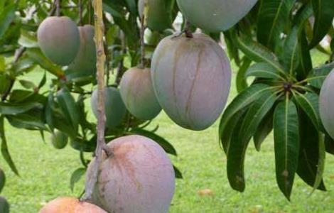 海南三亚芒果什么时候成熟 芒果什么时候成熟