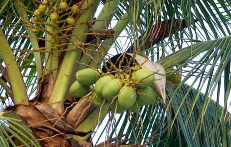 椰子的主要产地在哪里 椰子的产地在哪里