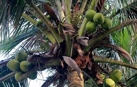 椰子树种植技术与管理 椰子树种植技术