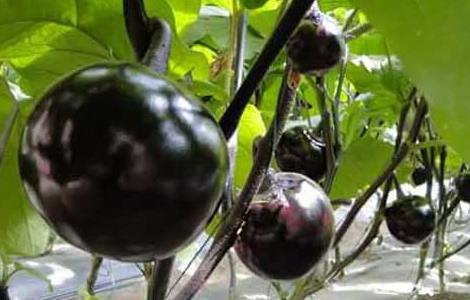 黑番茄是转基因食品吗 黑番茄是转基因的吗