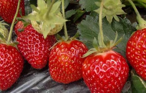 草莓怎么保存时间长 新鲜草莓怎么保存时间长