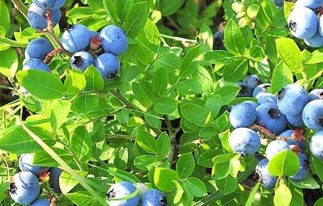 蓝莓苗种植时间和温度 蓝莓苗种植时间