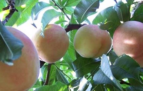 桃树什么时候种植 桃树什么时候种植和收获?