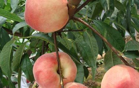 桃树的种植条件 桃树的种植条件有哪些