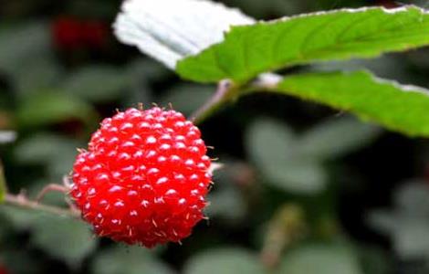 树莓高产种植技术要点 树莓高产种植技术