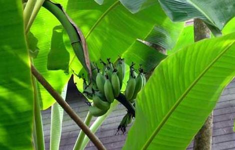 芭蕉的种植技术 芭蕉的种植技术与管理