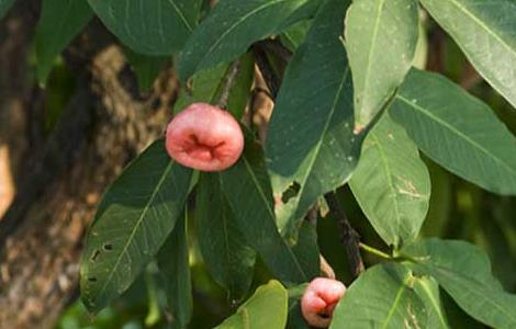洋蒲桃的种植方法 洋蒲桃的种植技术