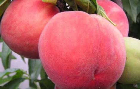 水蜜桃的种植技术与管理 水蜜桃的种植技术