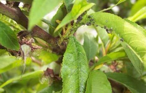 桃树蚜虫的防治方法 桃树蚜虫防治方法及使用技术