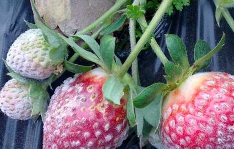 草莓白粉病怎么处理 草莓白粉病怎么治