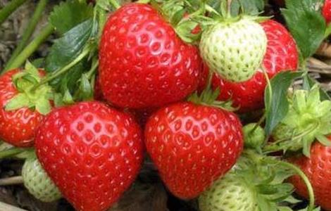 种草莓用什么肥料好? 种草莓用什么肥料好