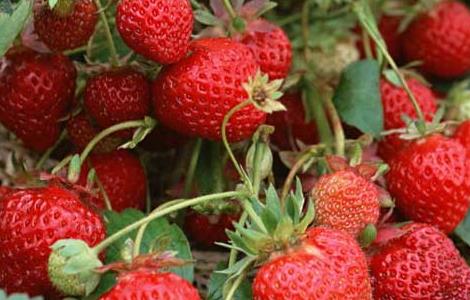 草莓种子的种植方法和注意事项 草莓种子的种植方法