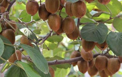 猕猴桃种子价格及种植方法视频 猕猴桃种子价格及种植方法
