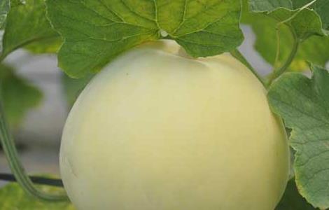 香瓜种子怎么种植 香瓜种子价格及种植方法