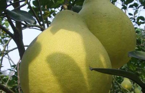 重庆沙田柚是哪里的特产 沙田柚是哪里的特产