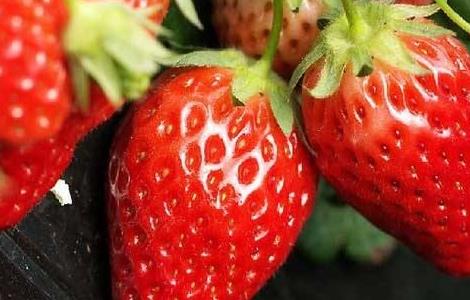 大棚种草莓的方法与技巧 大棚草莓的种植技巧