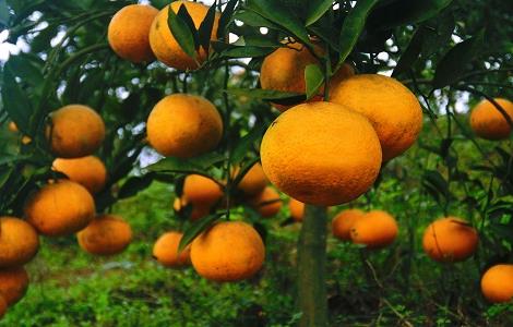 柑橘裂皮病怎么办 柑橘裂皮病如何防治