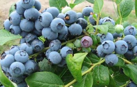蓝莓怎么种植 冬季蓝莓怎么种植