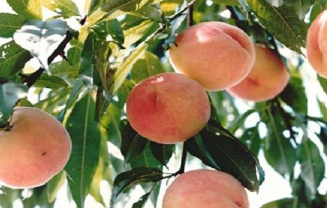如何提高水蜜桃的产量 如何提高水蜜桃的产量呢