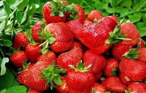 草莓最新无土种植技术 草莓最新无土种植技术图片