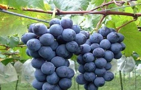 巨峰葡萄几月份成熟上市的 巨峰葡萄几月份成熟上市