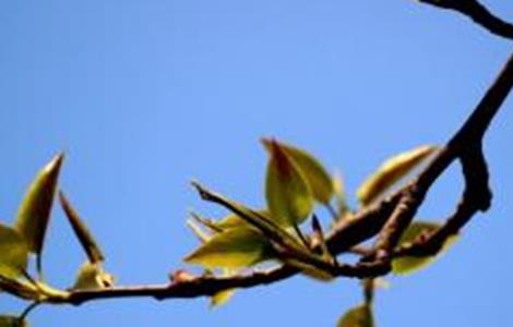 梨树早期落叶的原因和防治方法视频 梨树早期落叶的原因和防治方法