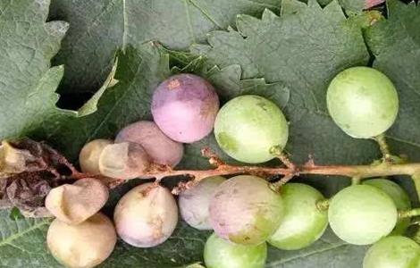 葡萄烂果、软粒的原因和防治方法 葡萄果粒软了怎么回事