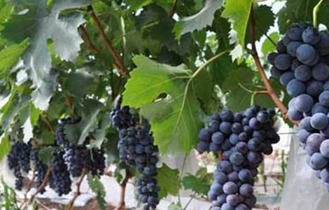 葡萄种植的自然条件 葡萄种植的自然条件是