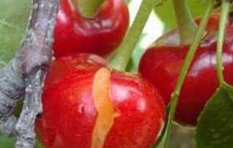 樱桃防止裂口 樱桃裂果的原因和防护措施
