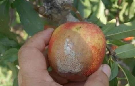 黄桃的病害种类 黄桃病害防治
