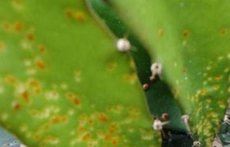 火龙果病虫害防治方法单一 火龙果的病虫害防治方法