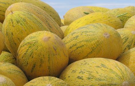 哈密瓜的常见品种 哈密瓜的常见品种及图片