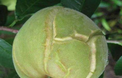 桃子裂果的原因及预防措施图片 桃子裂果的原因及预防措施