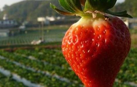 草莓着色不佳的原因和解决方法视频 草莓着色不佳的原因和解决方法