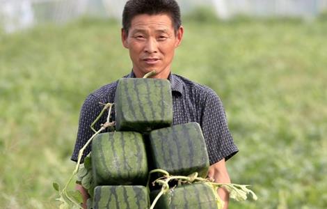 方形西瓜是如何种出来的 方形西瓜是怎么种的