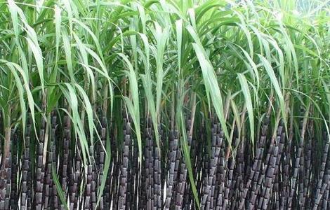 甘蔗种植的条件 甘蔗种植的条件有哪些