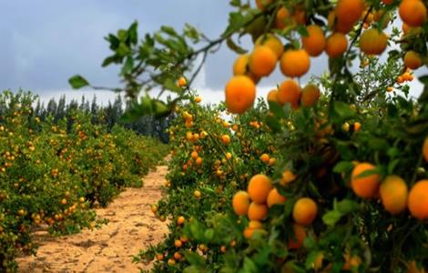 柑橘的园间管理方法 柑橘的园间管理方法视频