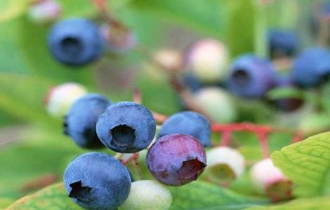 蓝莓的常见病害及防治技术 蓝莓的常见病害及防治