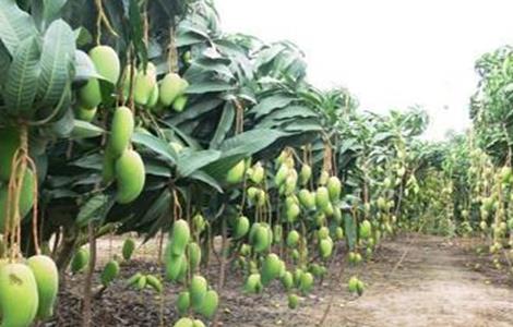 芒果高产栽培技术 芒果高产种植技术
