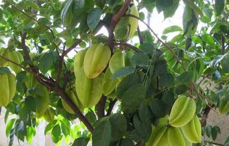 杨桃如何种植技术 杨桃的高产种植技术