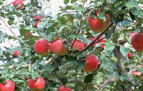 苹果树的施肥方式 苹果树的高效施肥方法
