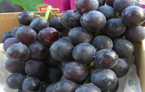 如何提高巨峰葡萄的品质和质量 如何提高巨峰葡萄的品质