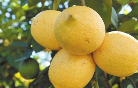 柠檬的病虫害有哪些 柠檬的常见病虫害及防治