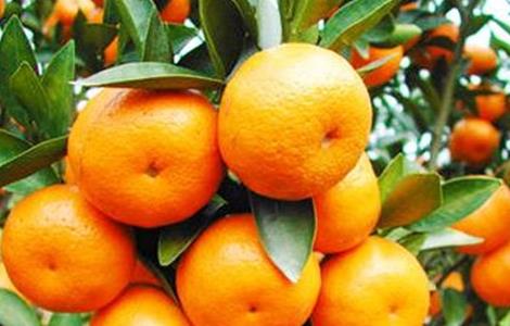 种植柑橘的注意事项 种植柑橘的注意事项和要求